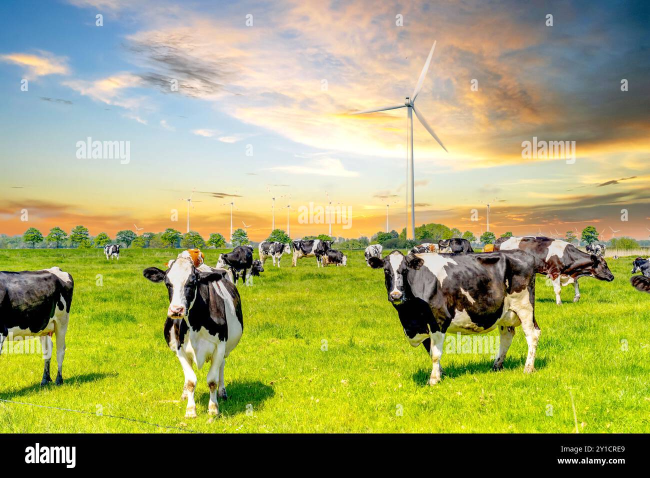 Vaches éoliennes, Hinte, Allemagne Banque D'Images