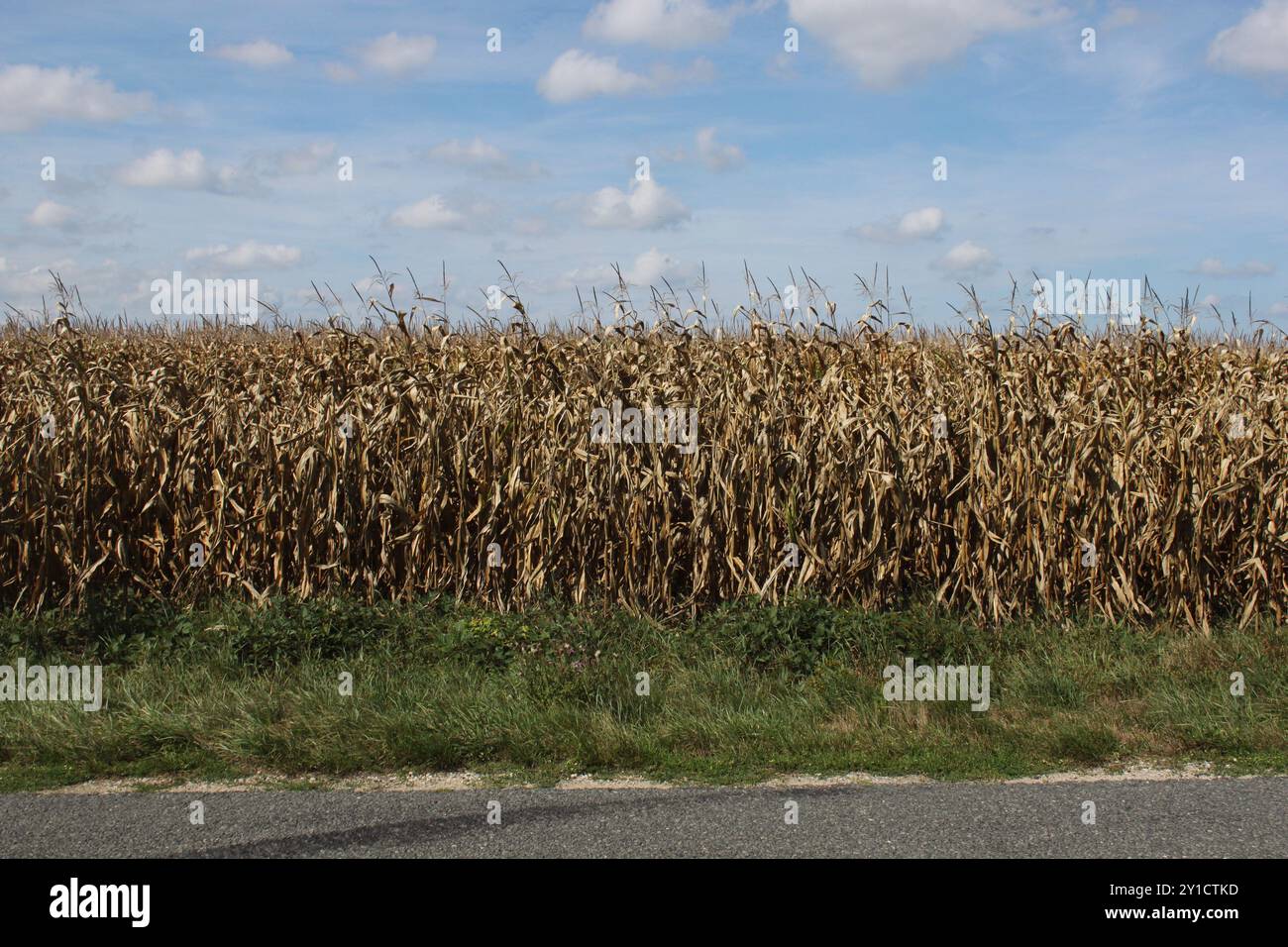 Champ de maïs frappé par la sécheresse dans le département de l'Allier, France Banque D'Images