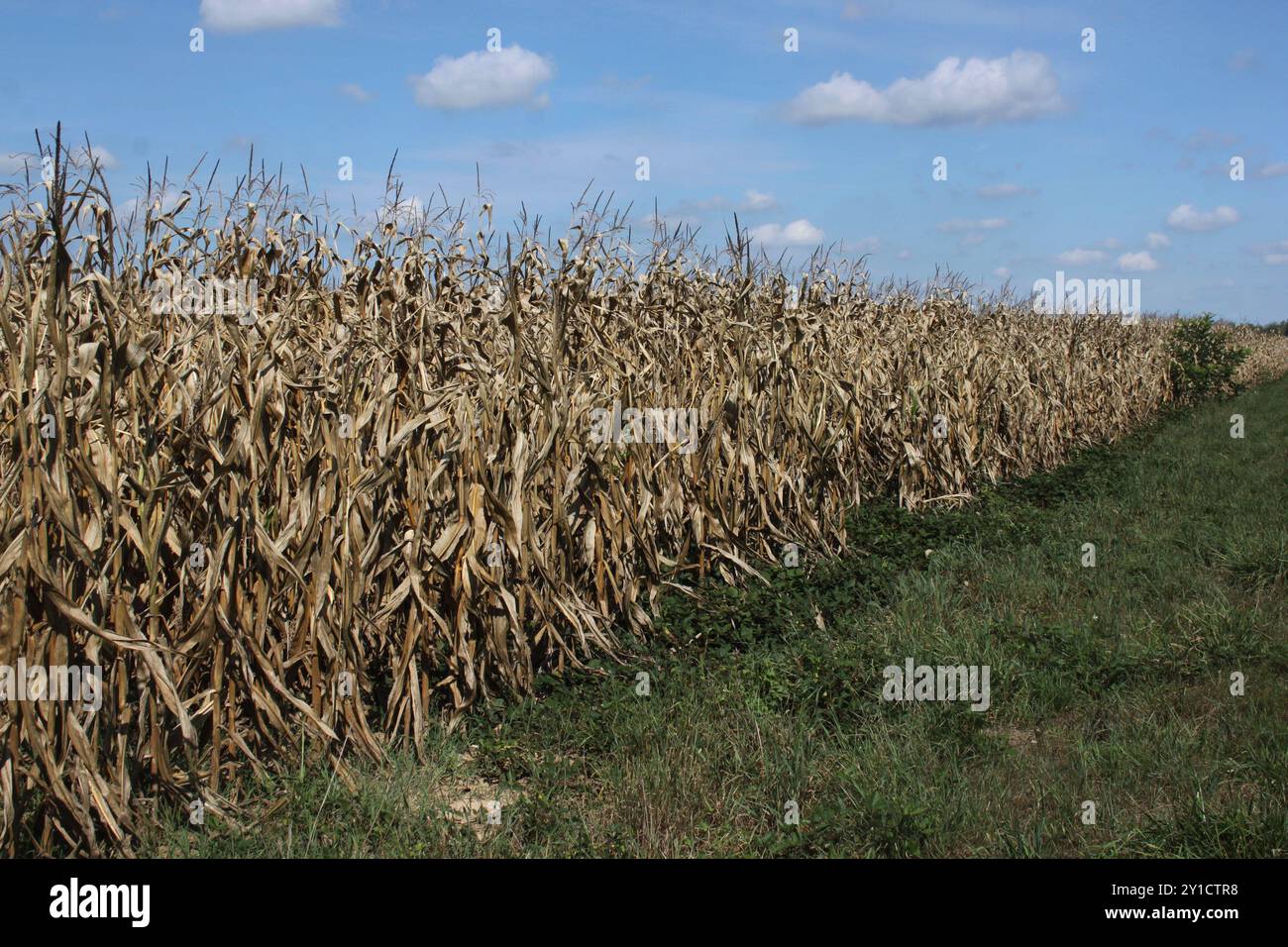 Champ de maïs frappé par la sécheresse, département de l'Allier, France Banque D'Images