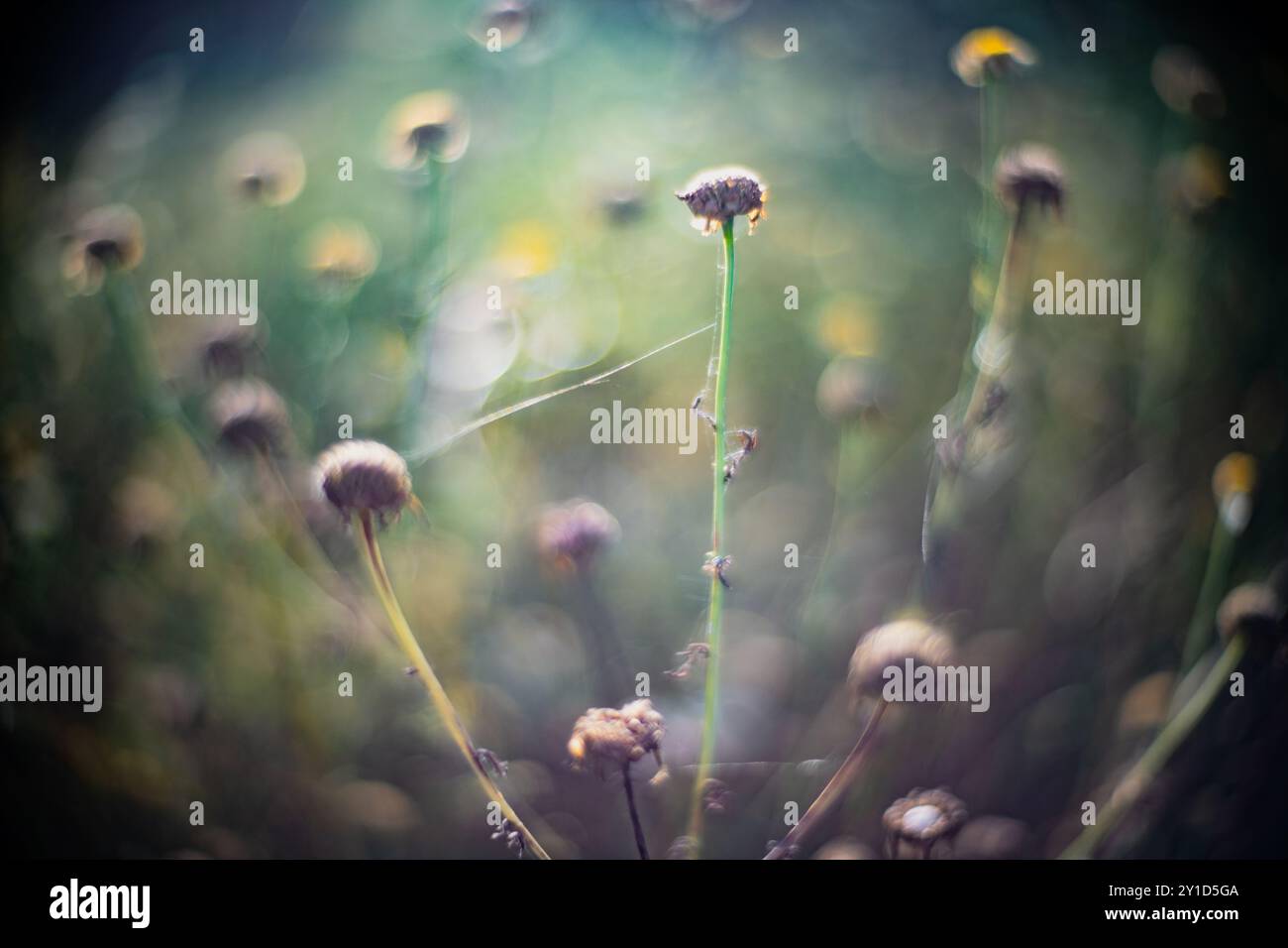 Un gros plan époustouflant de plantes sauvages capturées avec un objectif Leica Noctilux grand ouvert, mettant en valeur la beauté naturelle et les effets bokeh. Banque D'Images