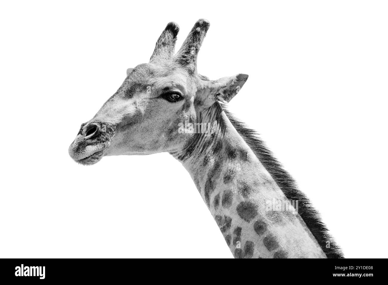 Dessin savane jungle Banque d'images noir et blanc - Alamy