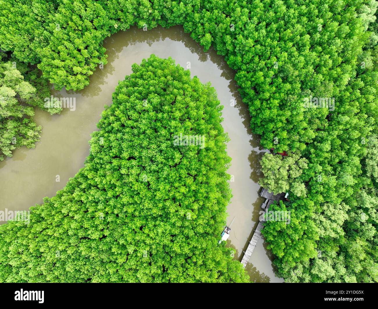 Vue aérienne forêt de mangroves vertes. Puits de carbone naturel. Les mangroves captent le CO2. Écosystèmes de carbone bleu. Les mangroves absorbent les émissions de dioxyde de carbone Banque D'Images