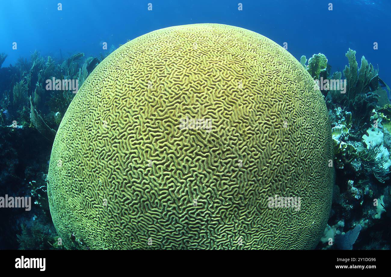 Gros plan sur le corail cérébral vivant sous l'eau dans le sanctuaire marin national Florida Keys Banque D'Images