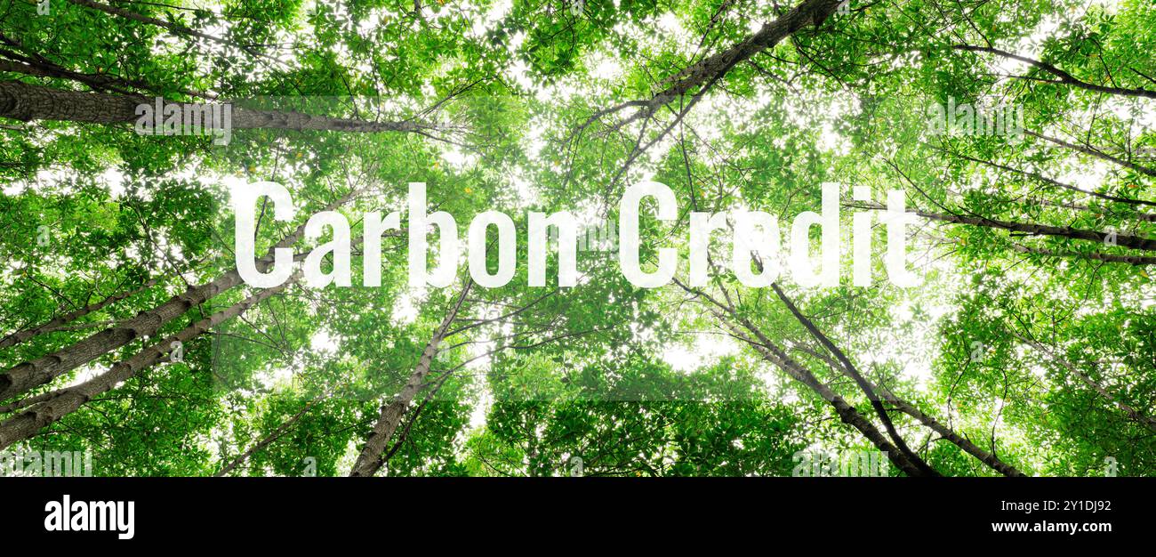 Concept de crédit carbone. Forêt de mangroves vertes. Puits de carbone naturels qui luttent contre le changement climatique. Durabilité dans des écosystèmes neutres en carbone. Vert Banque D'Images