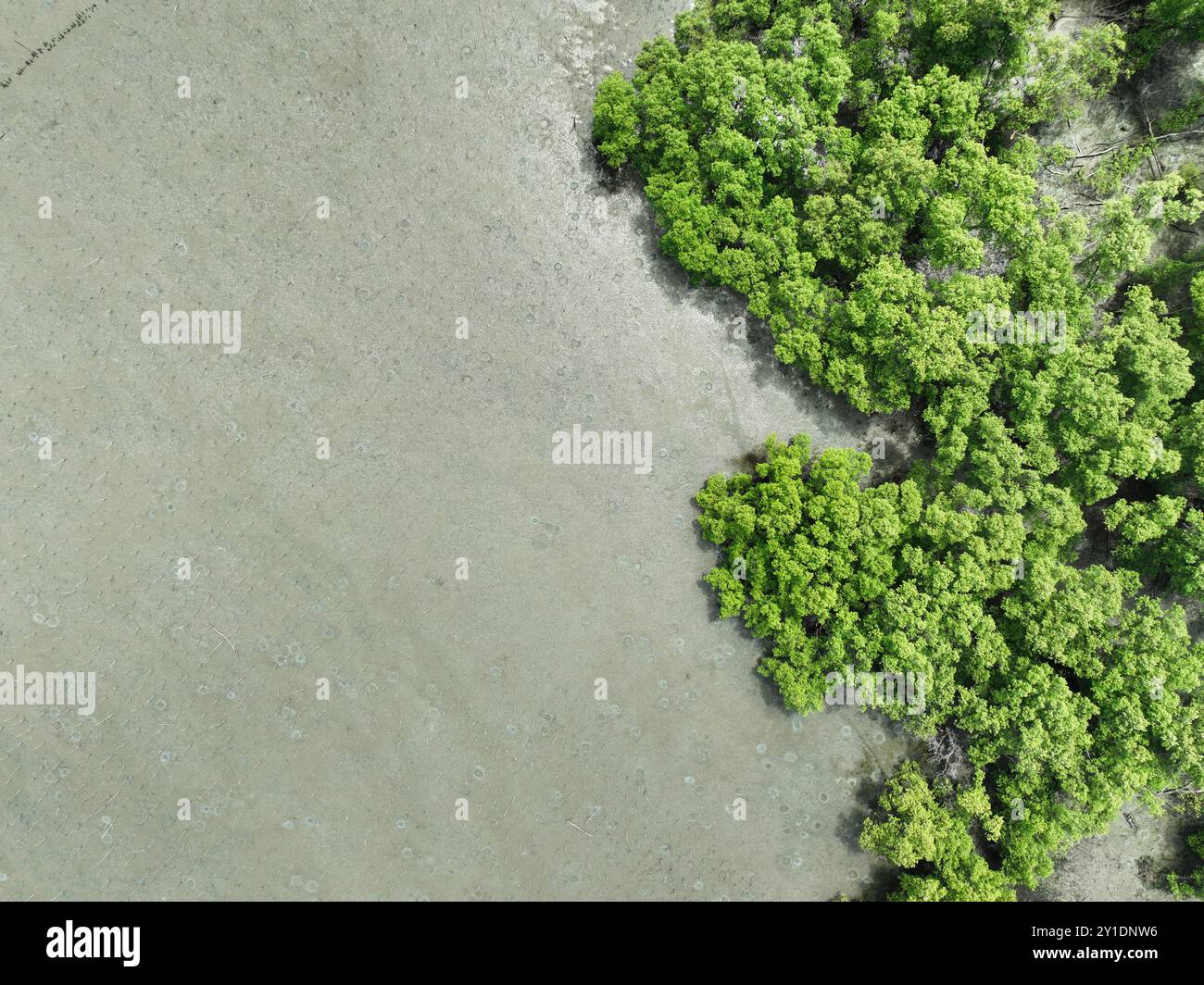 Vue aérienne de dessus de la forêt verdoyante de mangrove. Écosystème de mangrove. Puits de carbone naturel. Les mangroves capturent le CO2 de l'atmosphère. Écosystèmes de carbone bleu. Banque D'Images