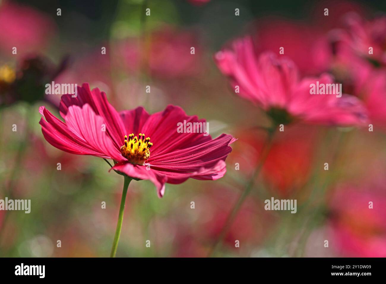 Gros plan d'une fleur rose intense de Cosmos bipinnatus (Garden Cosmos) sur un fond coloré de couleur rose. Jardin anglais, juillet Banque D'Images