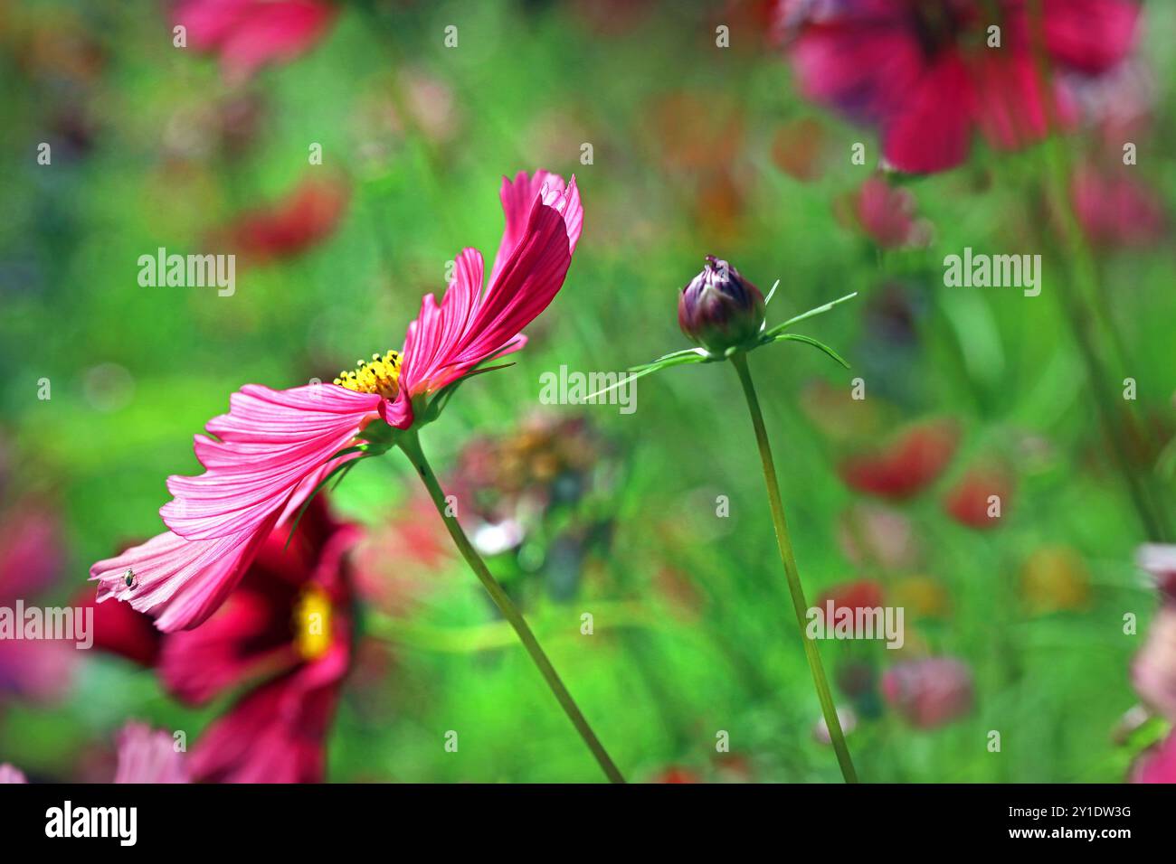 Gros plan d'une fleur de bipinnatus Cosmos rose foncé et éclatante (Garden Cosmos) sur fond vert coloré. Jardin anglais, juillet Banque D'Images