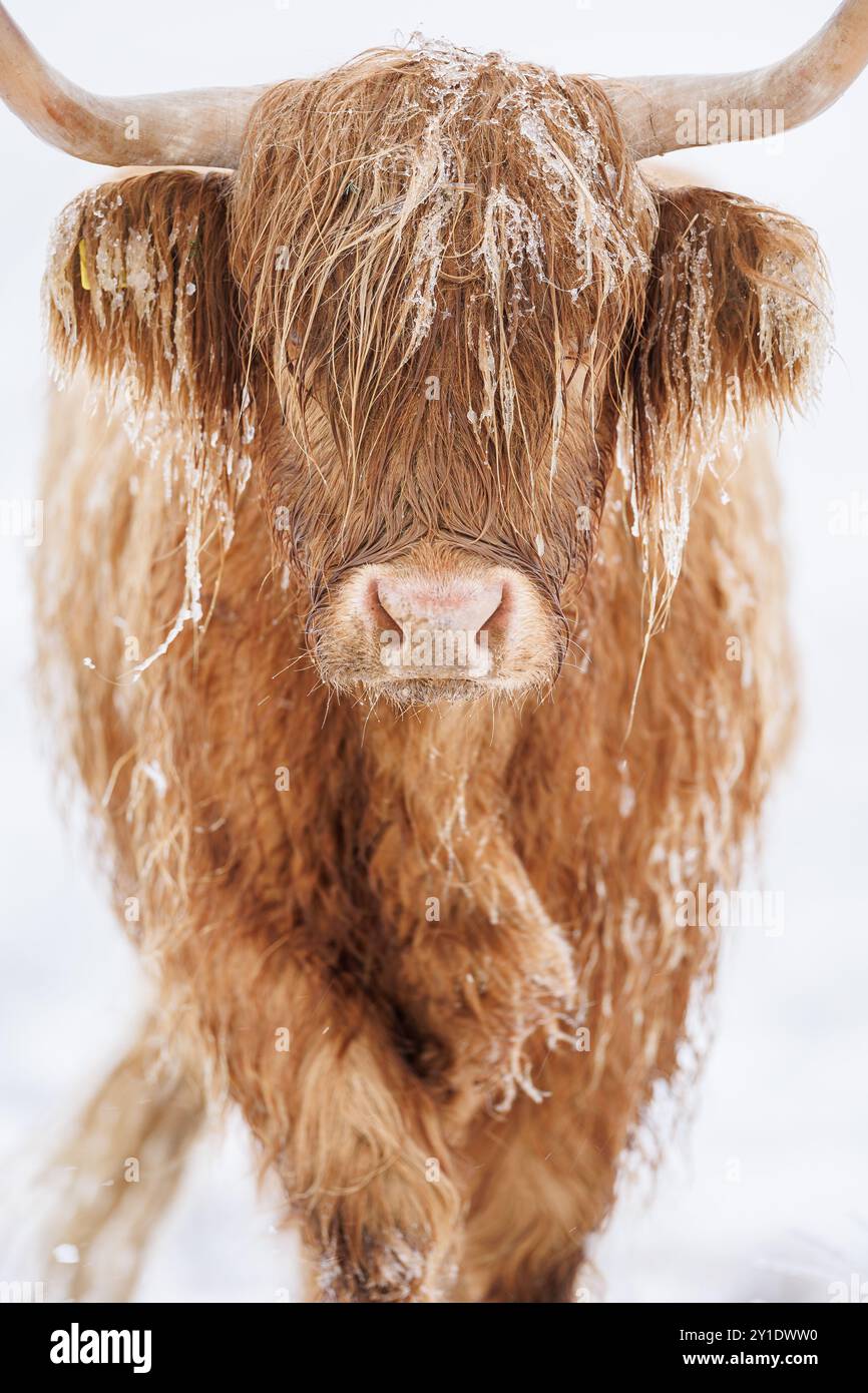 Vache des Highlands dans la neige de l'hiver, image prise sur Ebbw Vale dans le sud du pays de Galles Banque D'Images