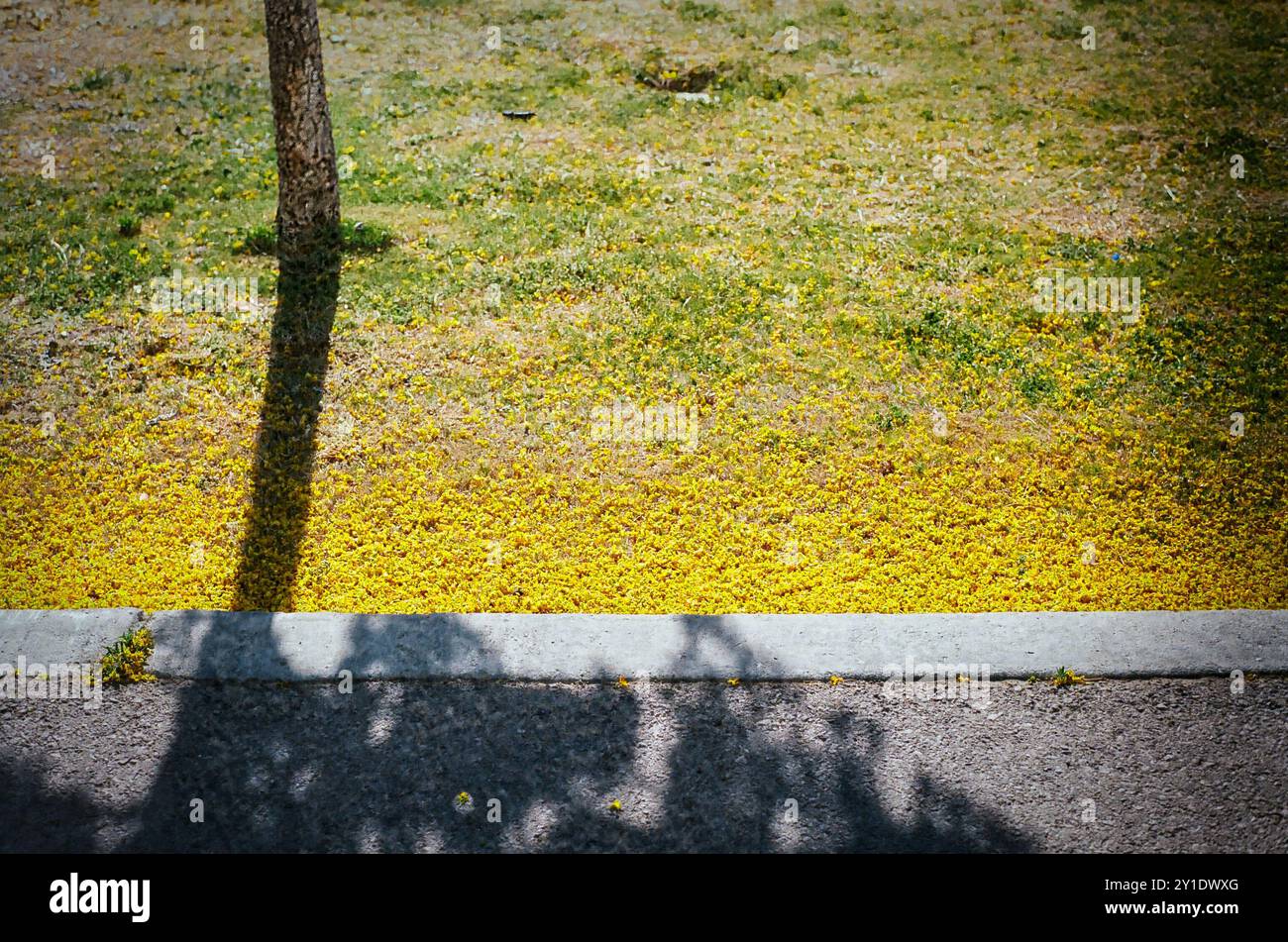 Des pétales jaunes récemment tombés sont assis sur le sol à côté de leur arbre dans un parc à El Paso, Texas. Banque D'Images