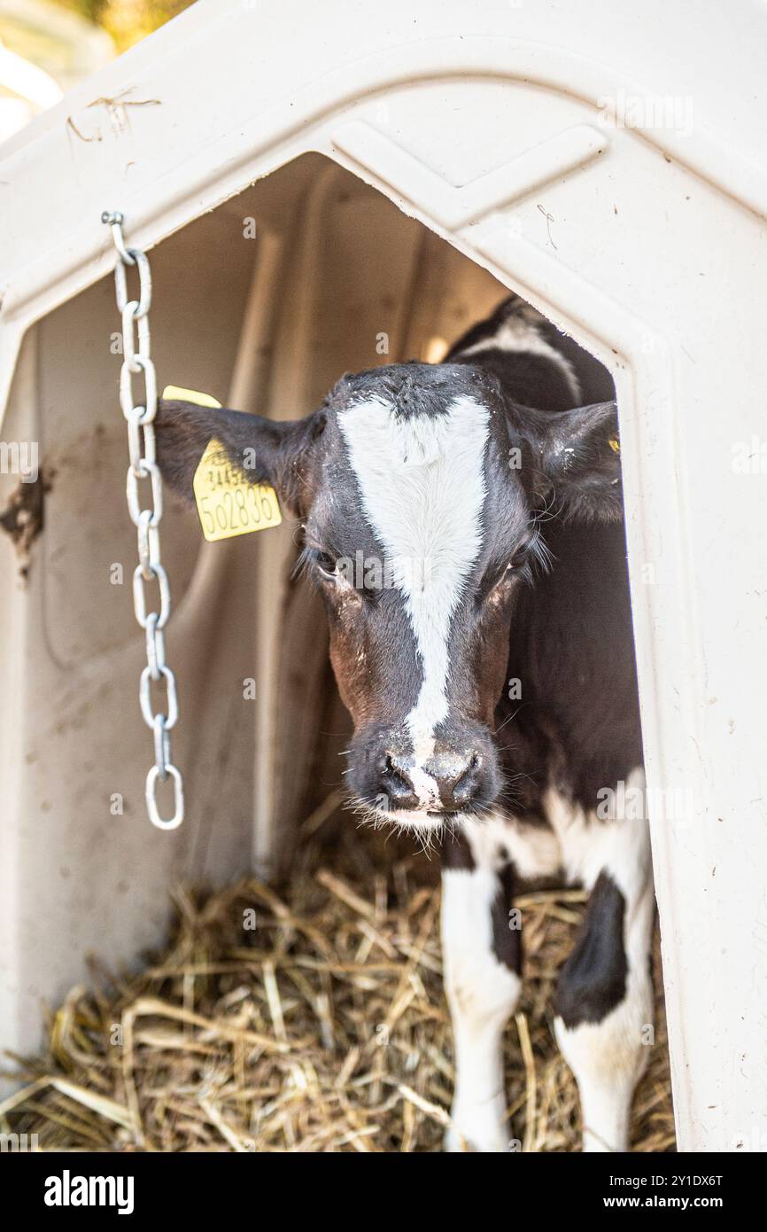 veau laitier dans une huche pour veau Banque D'Images