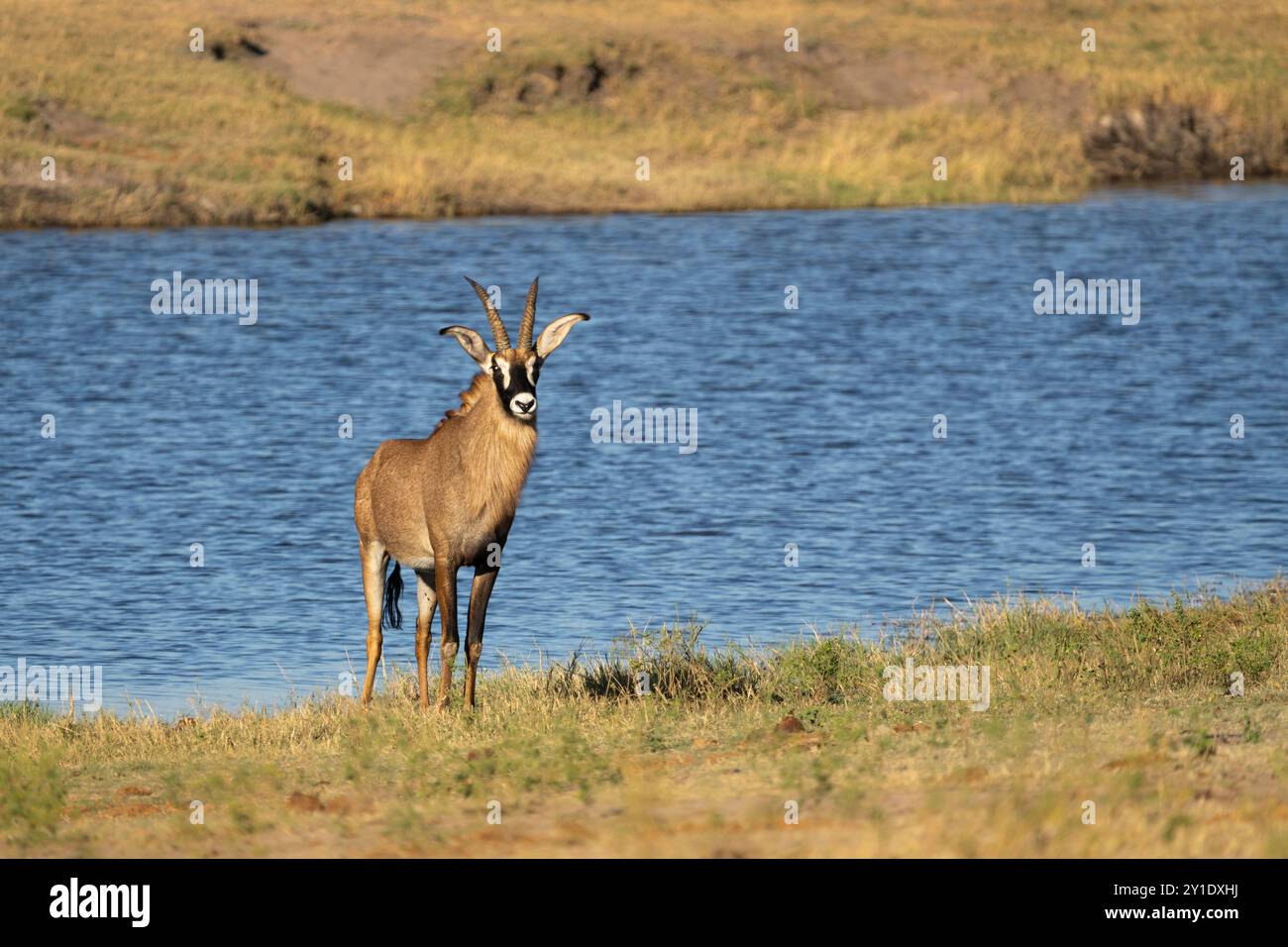 Antilope Roan, Hippotragus equinus, naviguant devant la rivière Chobe. Parc national de Chobe, Botswana, Afrique Banque D'Images