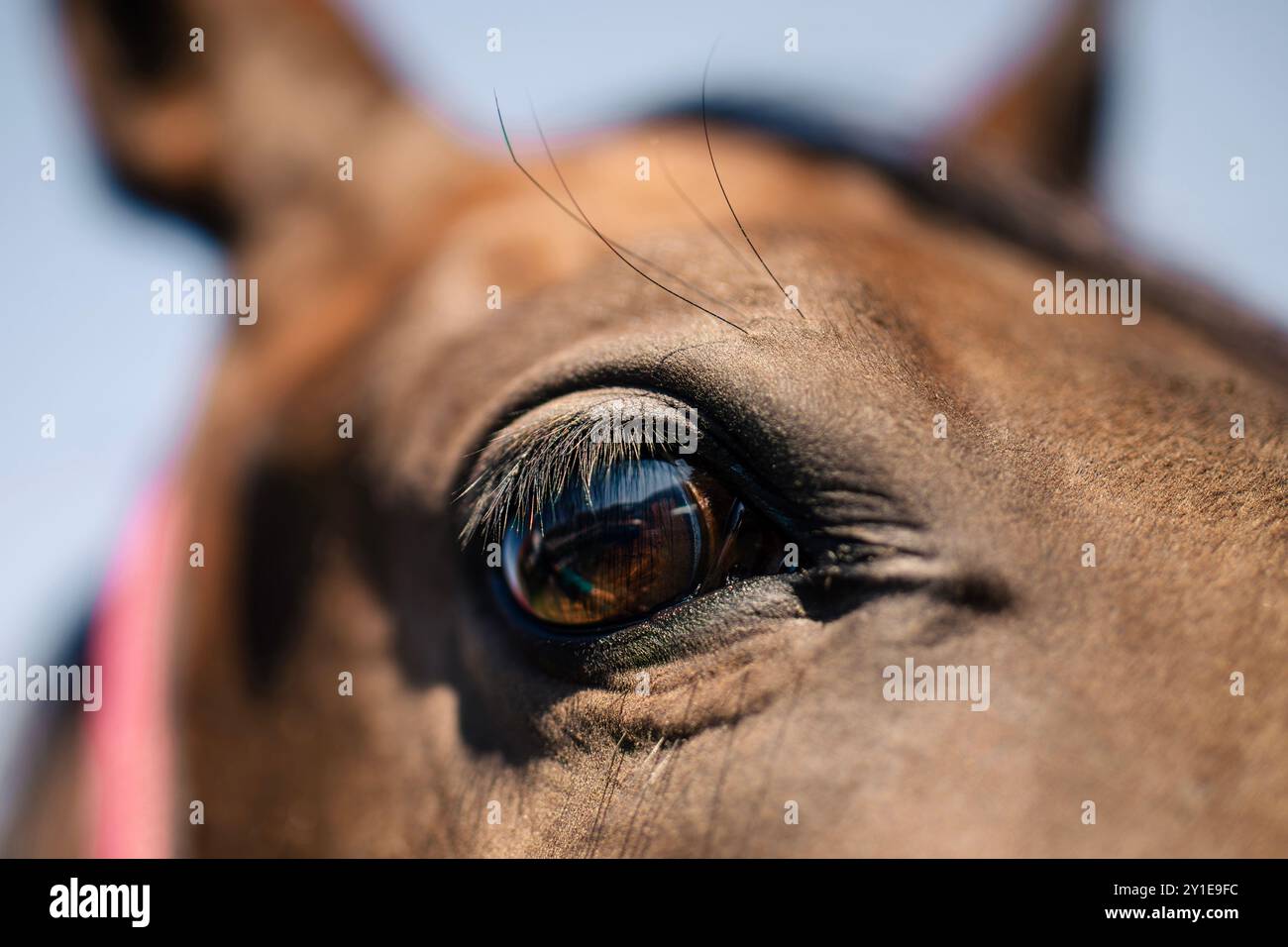 Gros plan de l'œil du cheval brun sur une journée ensoleillée. Banque D'Images