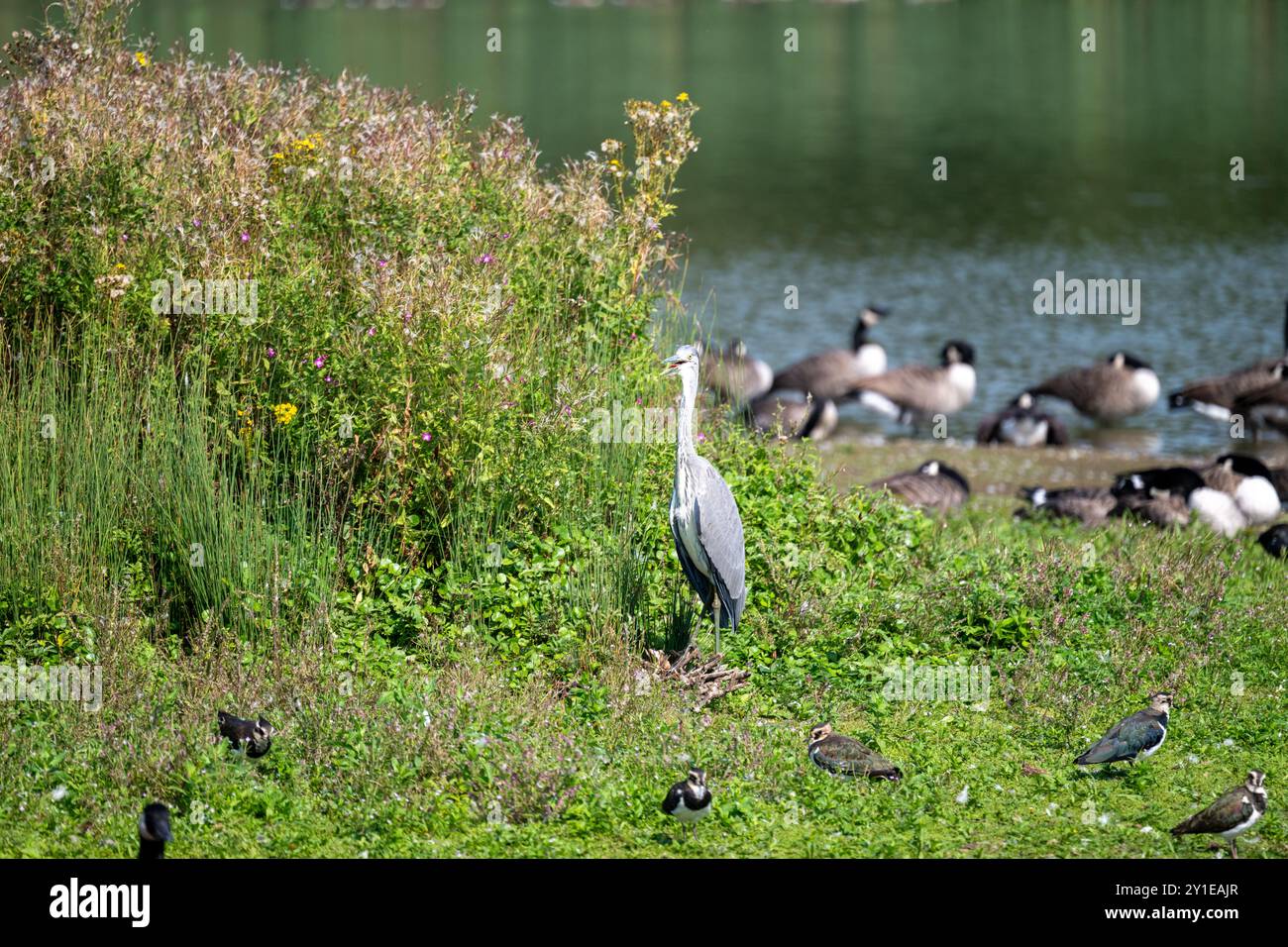 Un héron gris se dresse au milieu d'une grande verdure, avec divers oiseaux aquatiques en arrière-plan près de l'eau. Banque D'Images