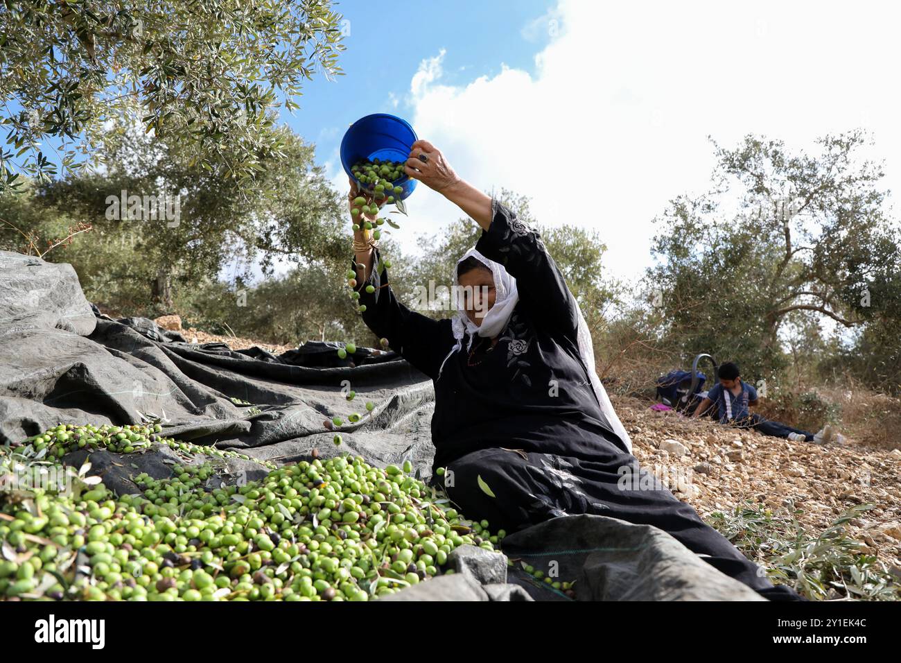 Um Ahmed, 74 ans, collecte des olives dans une oliveraie du village de Sarra, au sud-ouest de la ville de Naplouse, en Cisjordanie. UM Ahmed récolte des olives en Palestine depuis plus d’un siècle et les olives ont toujours joué un rôle majeur dans l’économie palestinienne, de nombreux Palestiniens en Cisjordanie dépendant de la récolte des olives pour survivre. Cependant, depuis la guerre israélo-arabe de 1967, des centaines de milliers d’oliviers ont été arrachés pour faire place aux colonies israéliennes, aux routes des colonies, aux zones militaires israéliennes et au « mur de sécurité ». Agriculteurs palestiniens travaillant dans leur Banque D'Images