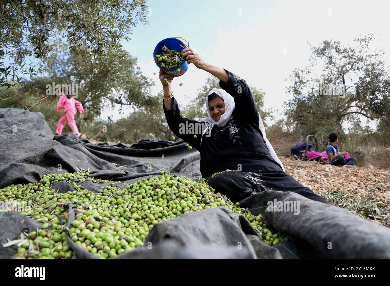 Um Ahmed, 74 ans, collecte des olives dans une oliveraie du village de Sarra, au sud-ouest de la ville de Naplouse, en Cisjordanie. UM Ahmed récolte des olives en Palestine depuis plus d’un siècle et les olives ont toujours joué un rôle majeur dans l’économie palestinienne, de nombreux Palestiniens en Cisjordanie dépendant de la récolte des olives pour survivre. Cependant, depuis la guerre israélo-arabe de 1967, des centaines de milliers d’oliviers ont été arrachés pour faire place aux colonies israéliennes, aux routes des colonies, aux zones militaires israéliennes et au « mur de sécurité ». Agriculteurs palestiniens travaillant dans leur Banque D'Images