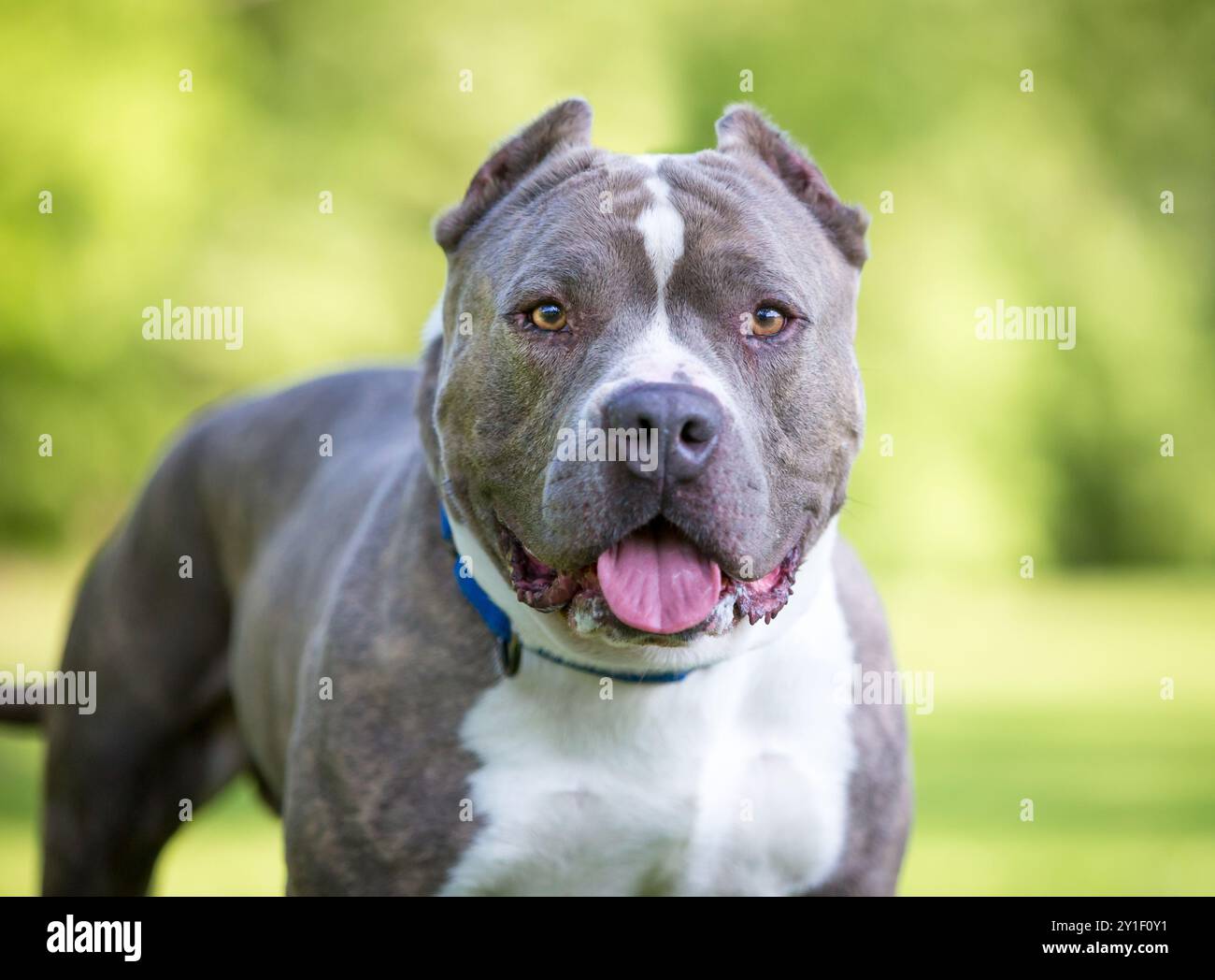 Un chien musclé américain court et trapu aux oreilles coupées à l'extérieur Banque D'Images