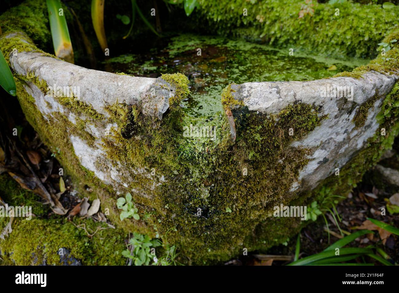 Bassin en pierre recouvert de mousse rempli d'eau dans un jardin luxuriant à Sintra Banque D'Images