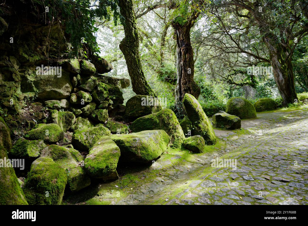 Pierres couvertes de mousse et arbres anciens le long d'un chemin pavé à Sintra Banque D'Images