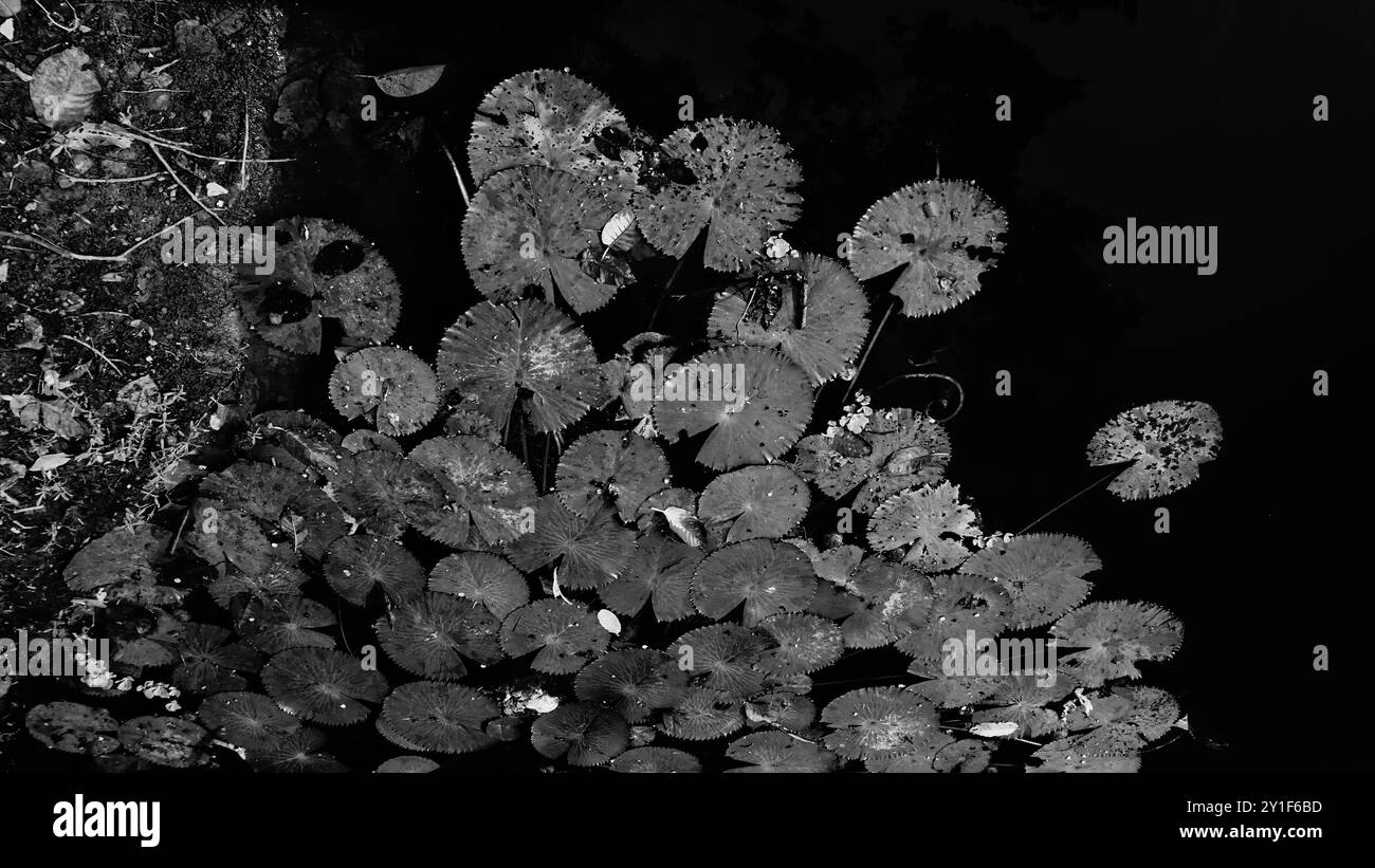 Feuilles de fleur de lis flottant au-dessus de l'eau de l'étang. Image de la nature en noir et blanc. Howrah, Bengale occidental, Inde. Banque D'Images