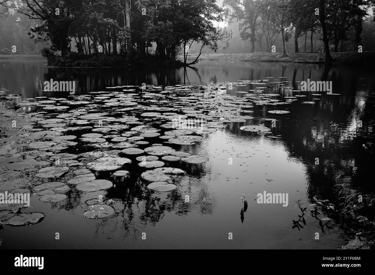 Belles feuilles de fleurs de nénuphar flottant au-dessus de l'eau de l'étang. Image de paysage naturel en noir et blanc. Howrah, Bengale occidental, Inde. Banque D'Images