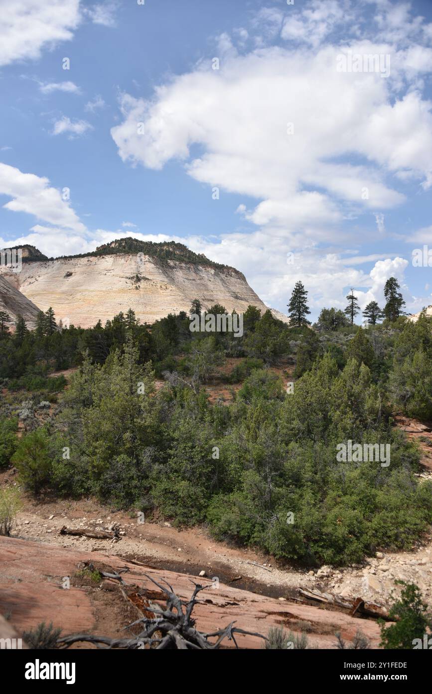 Springdale, UT. ÉTATS-UNIS 8/13/2024. Virgin River du parc national de Zion a sculpté le majestueux canyon de Zion de 15 kilomètres de long de falaises rougeâtres et de couleur brun. Banque D'Images