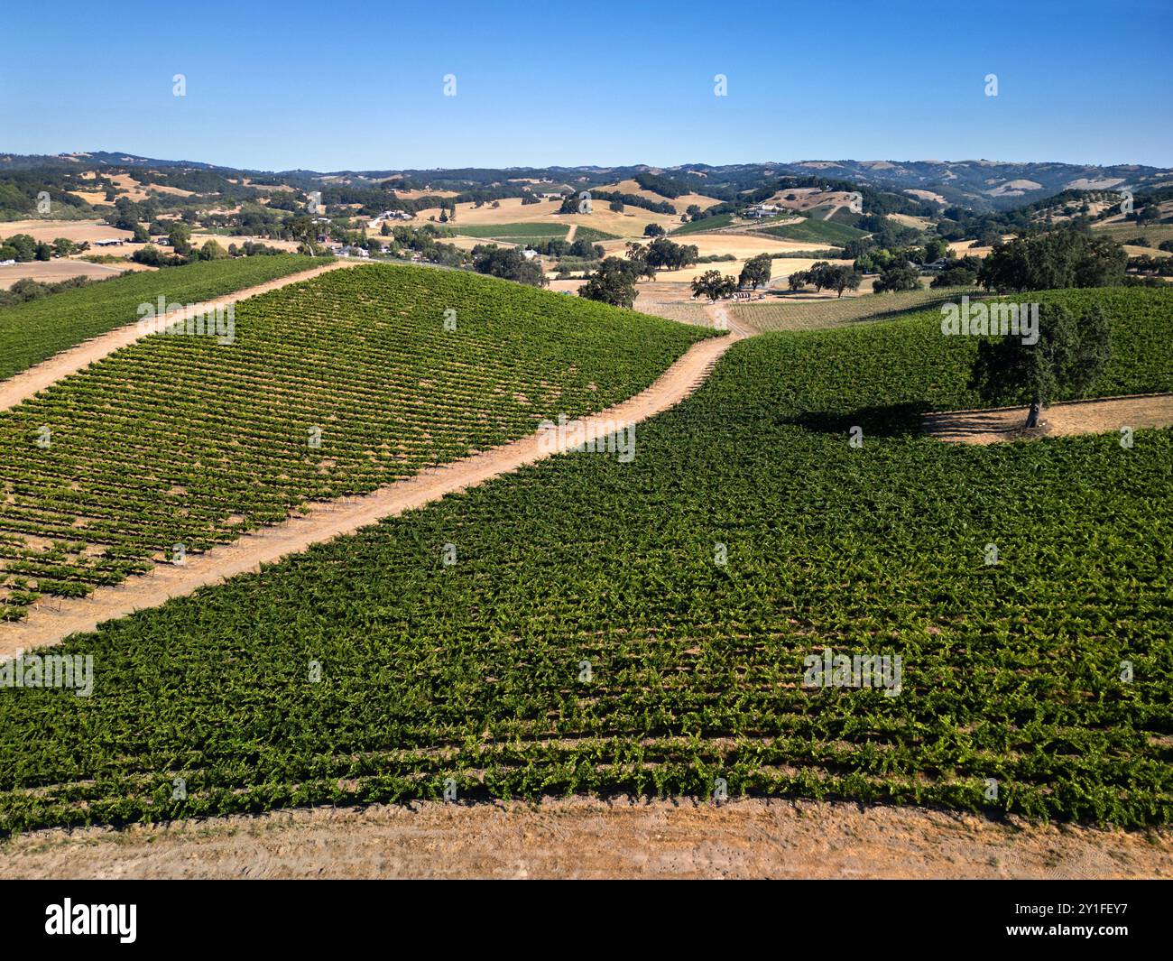 Vue aérienne estivale des vignobles et des collines ondulantes de la région viticole de Paso Robles Banque D'Images