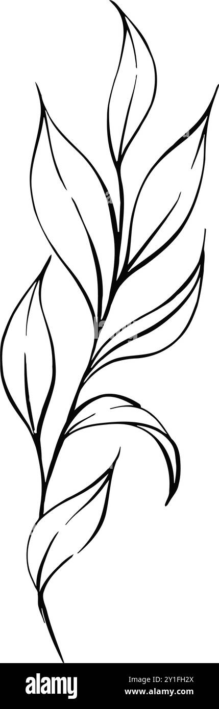 Branche avec des feuilles fraîches, élégant botanique, style vintage. Pour mariage, cartes de voeux, tissu, impression. Ligne vectorielle graphique, dessinée à la main, noire Illustration de Vecteur