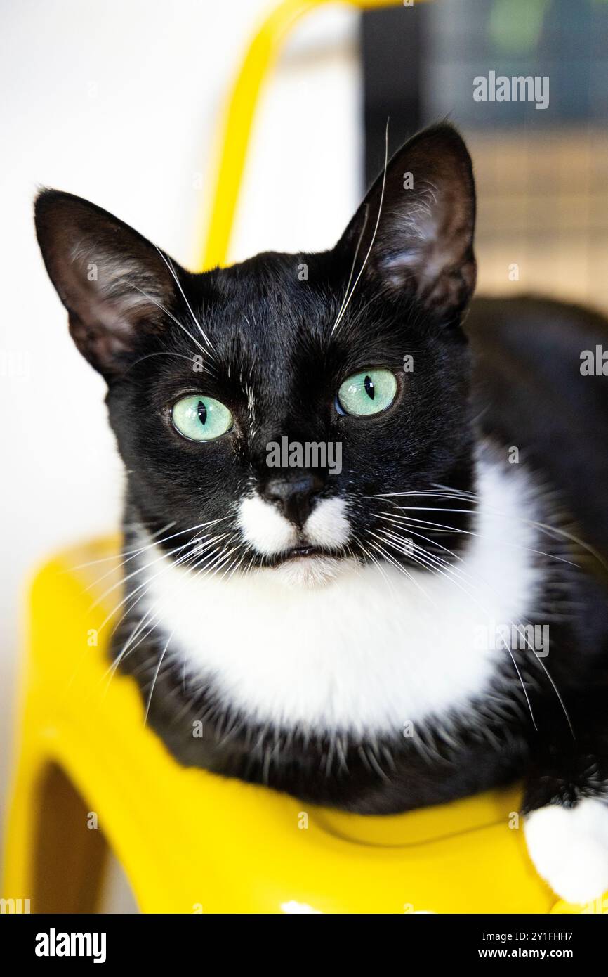 Chat de smoking noir et blanc au Miau Grau cate et café jeux de société, Varsovie, Pologne Banque D'Images