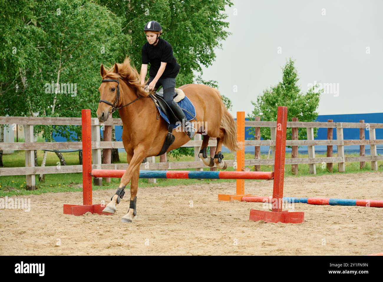Jeune cavalier sur cheval brun à mi-saut sur obstacle de couleur vive sur un terrain d'entraînement sablonneux avec des arbres verts Banque D'Images