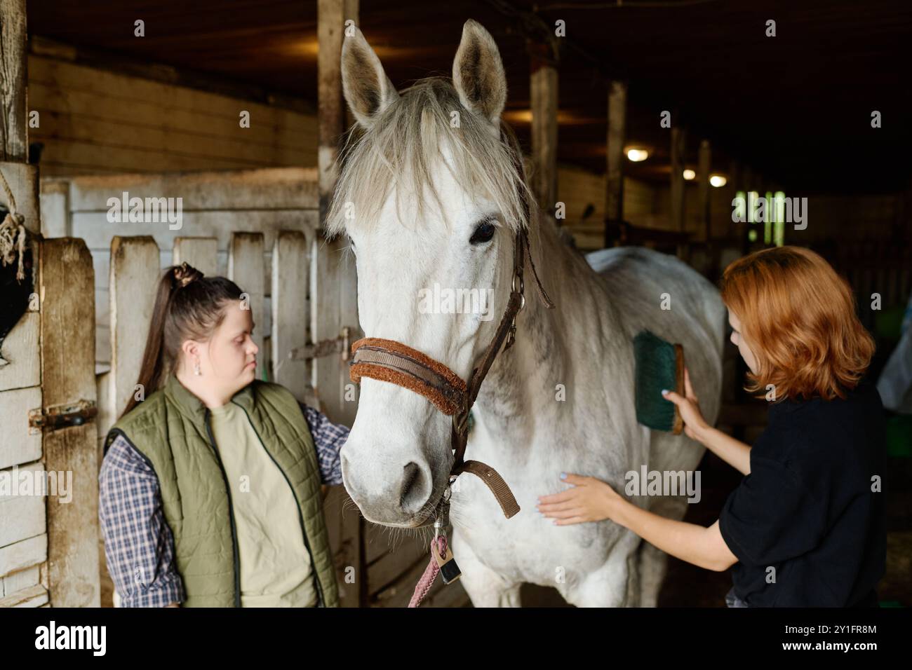 Deux femmes toilettant le cheval gris en écurie, l'une utilisant la brosse tandis que l'autre place la main sur le cou du cheval créant une connexion intime dans un environnement rustique Banque D'Images