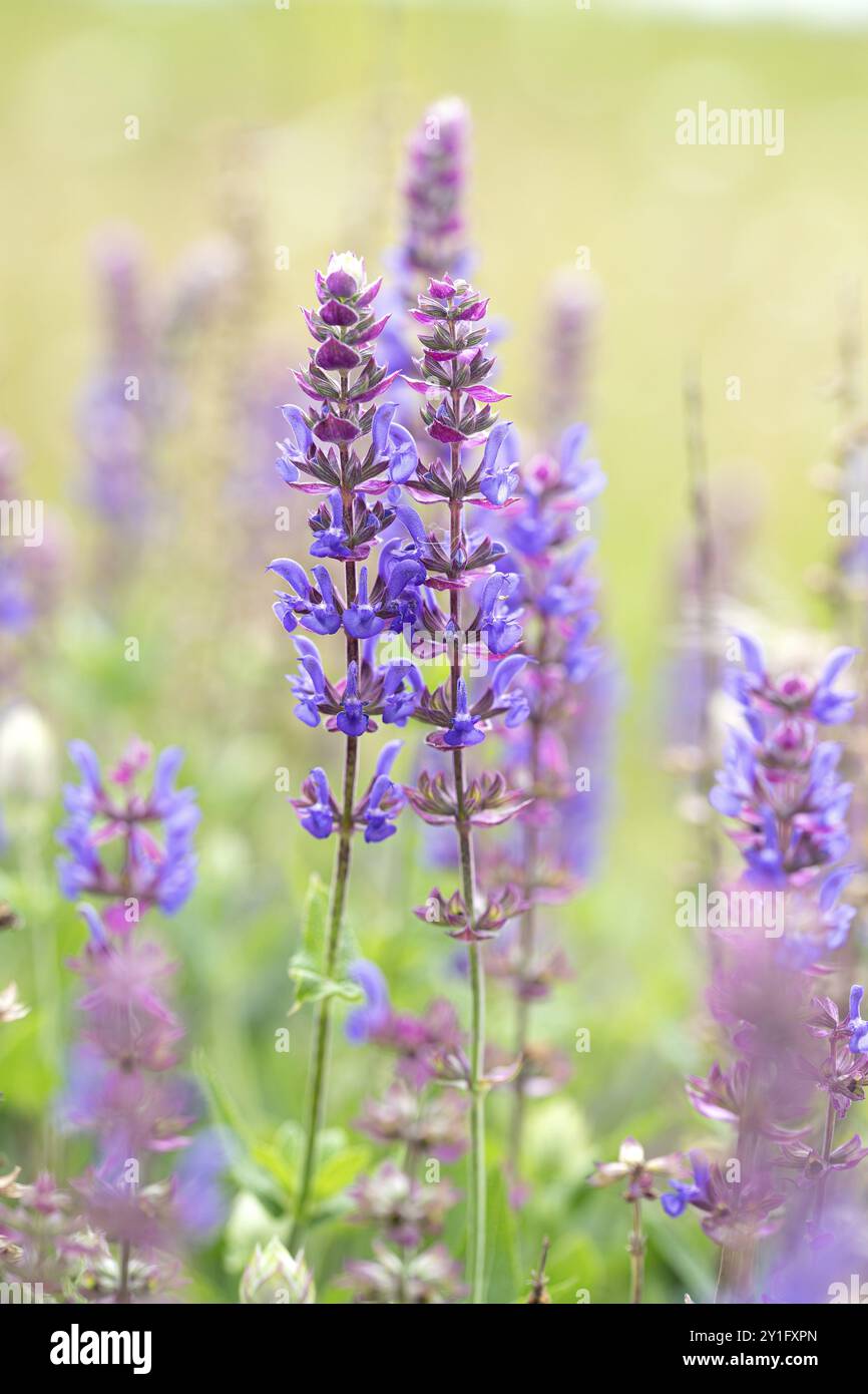 Sauge des bois (Salvia nemorosa), en pleine floraison au soleil, réserve naturelle de Wahner Heide, Rhénanie du Nord-Westphalie, Allemagne, Europe Banque D'Images