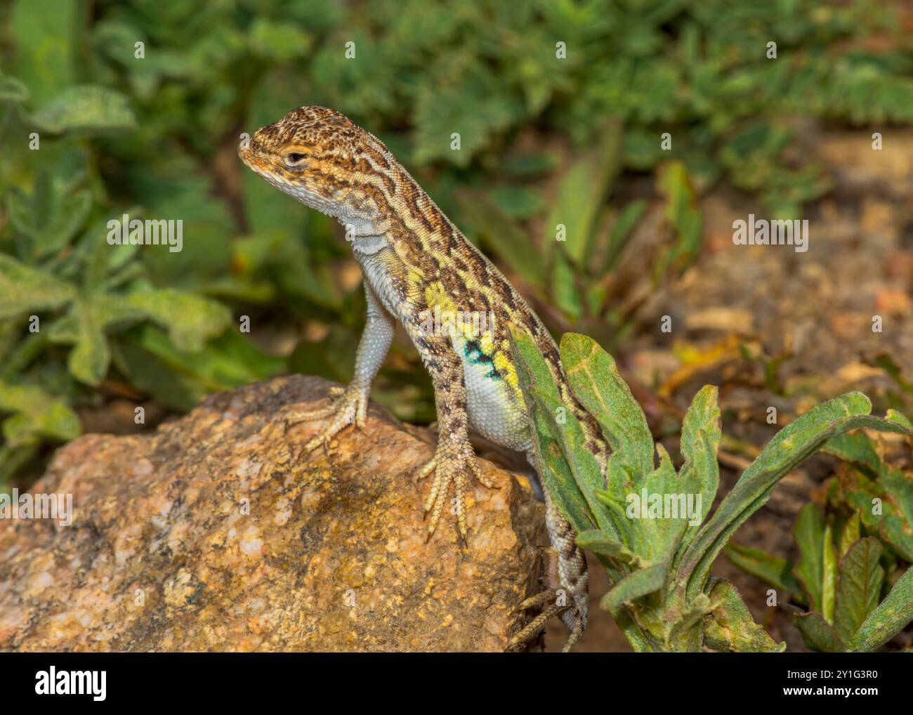 Lézard sans terre moindre reposant sur la roche, Castle Rock Colorado USA. Photo prise en août. Les lézards utilisent souvent des arbustes ou des rochers pour éviter la chaleur du sol. Banque D'Images