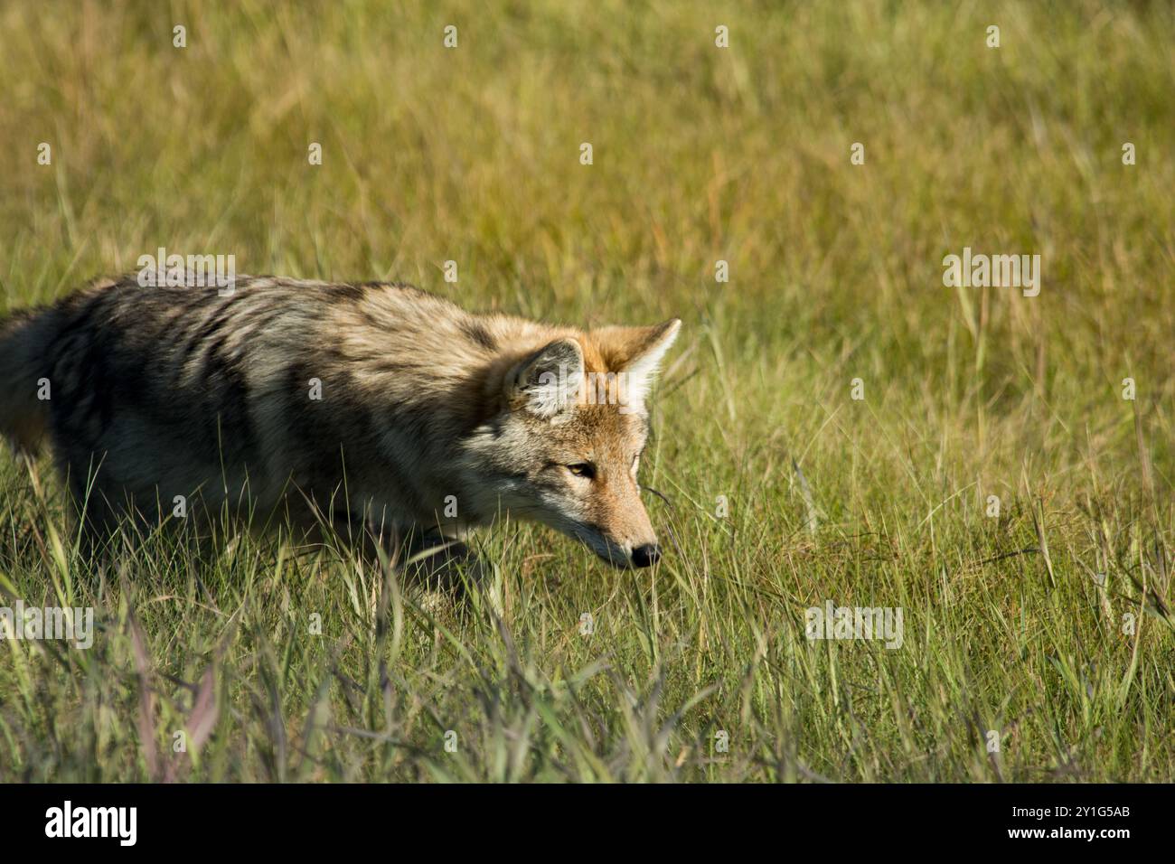 Coyote le long de la route 88 du bicentenaire dans le nord de la province canadienne de l'Alberta. Banque D'Images