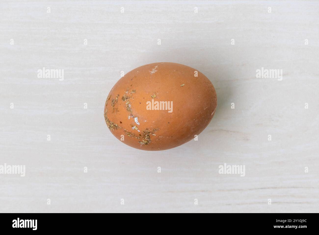 Un œuf de poule frais de la ferme, encore couvert de saleté. Vue de dessus d'un oeuf brun sale placé sur une surface en bois clair. Banque D'Images