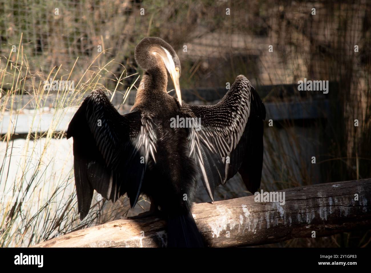 Le Darter est un grand oiseau d'eau mince avec un long cou ressemblant à un serpent, un bec pointu pointu et une longue queue arrondie. Banque D'Images