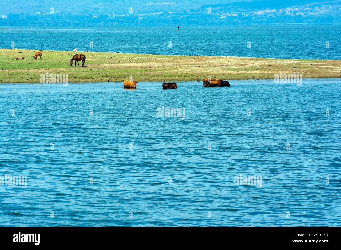 Les vaches pataugent dans l'eau et les chevaux paissent sur le rivage herbeux du lac Kerkini en Grèce, entouré par la nature. Banque D'Images