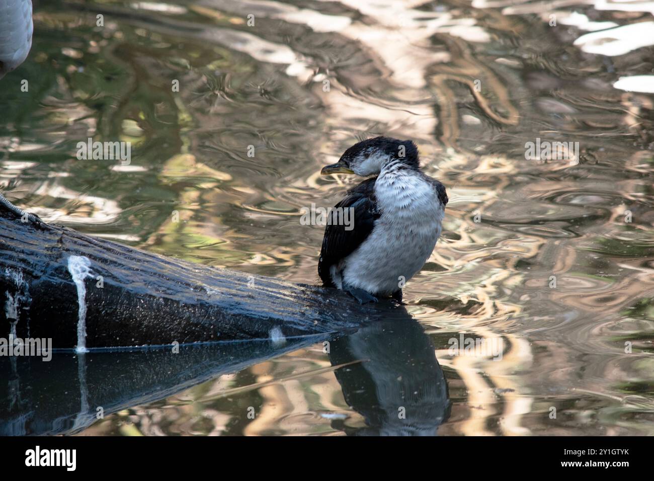 Le petit Cormoran pied est un oiseau de taille moyenne avec des ailes noires et une queue noire. Il a un visage et une poitrine blancs. Banque D'Images