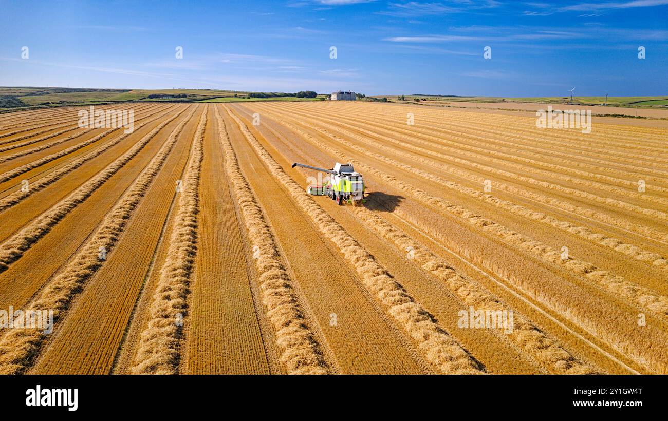 Moissonneuse-batteuse Caithness Scotland la moissonneuse-batteuse sur les dernières rangées d'un champ d'orge à la fin de l'été Banque D'Images