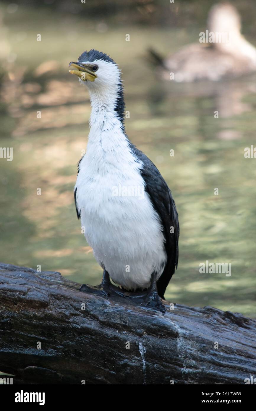 Le Cormorant à pied est un oiseau de taille moyenne avec des ailes noires et une queue noire. Il a un visage et une poitrine blancs. Banque D'Images