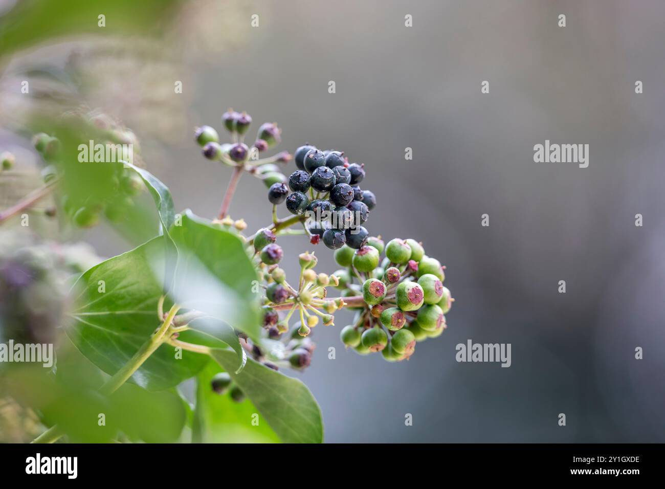 Ivy Berries ; Hedera Helix ; Royaume-Uni Banque D'Images
