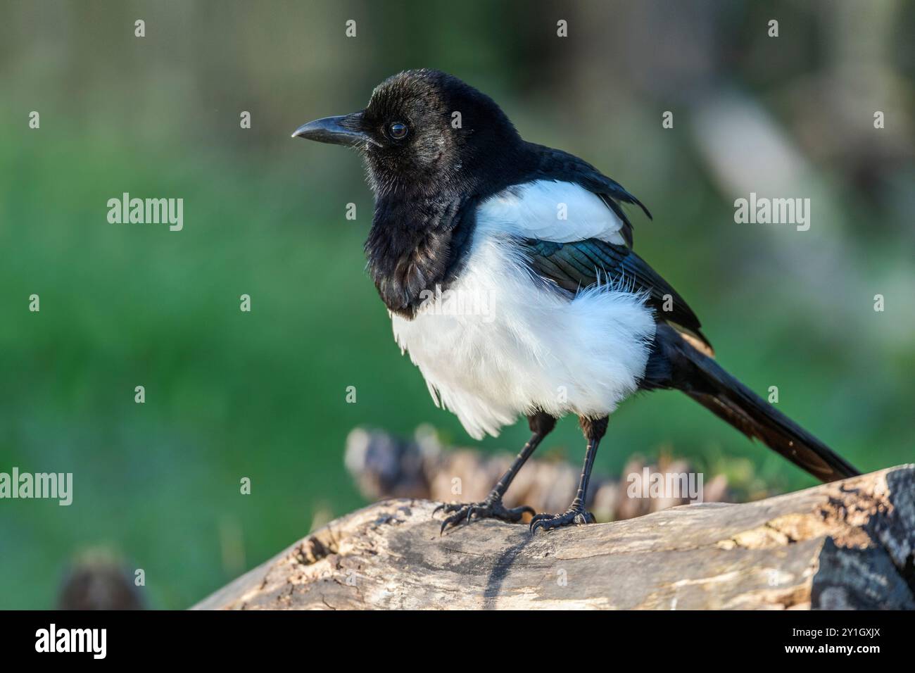 Magpie ; Pica pica ; Royaume-Uni Banque D'Images