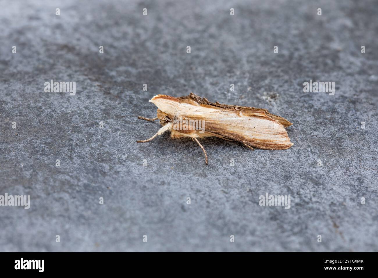Mollène ; Cucullia verbasci ; Royaume-Uni Banque D'Images
