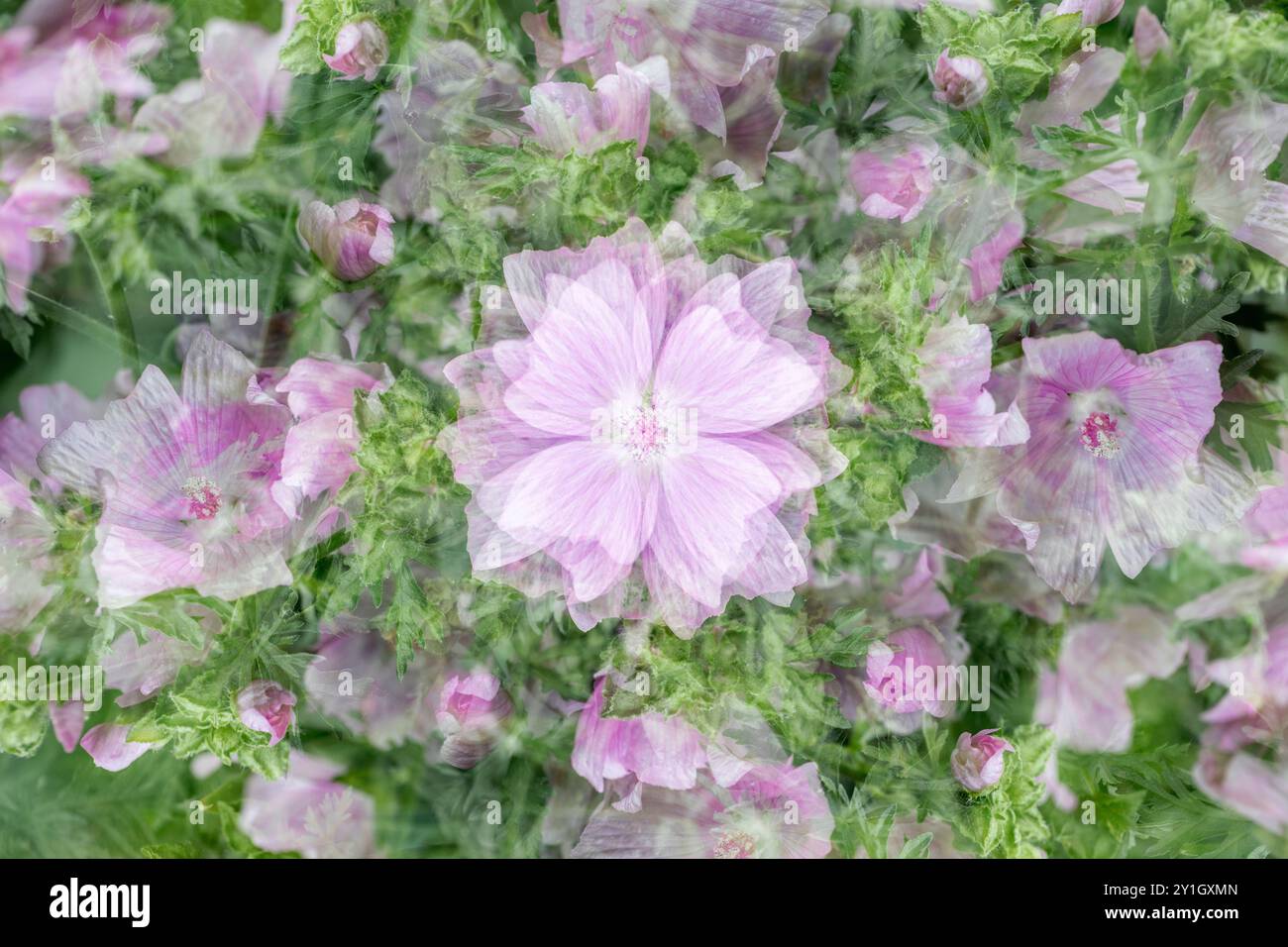 Mauve musquée ; Malva moschata ; exposition multiple ; Royaume-Uni Banque D'Images
