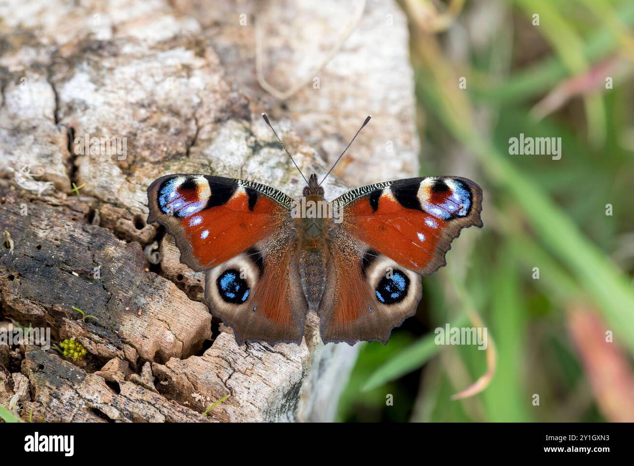 Papillon Peacock ; Aglais io ; on Log ; Royaume-Uni Banque D'Images