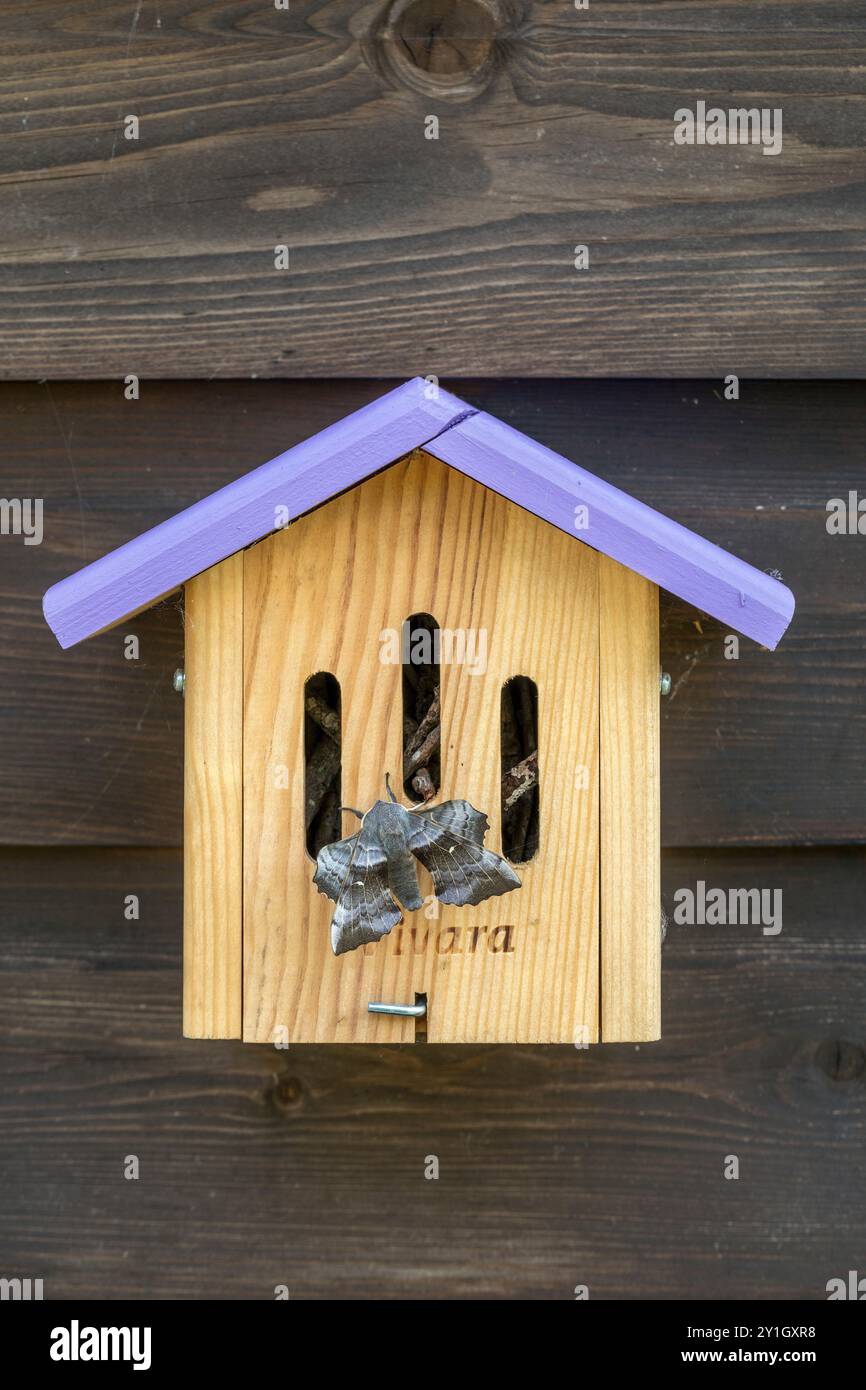 Poplar Hawkmoth ; Laothoe populi ; on Insect House ; UK Banque D'Images