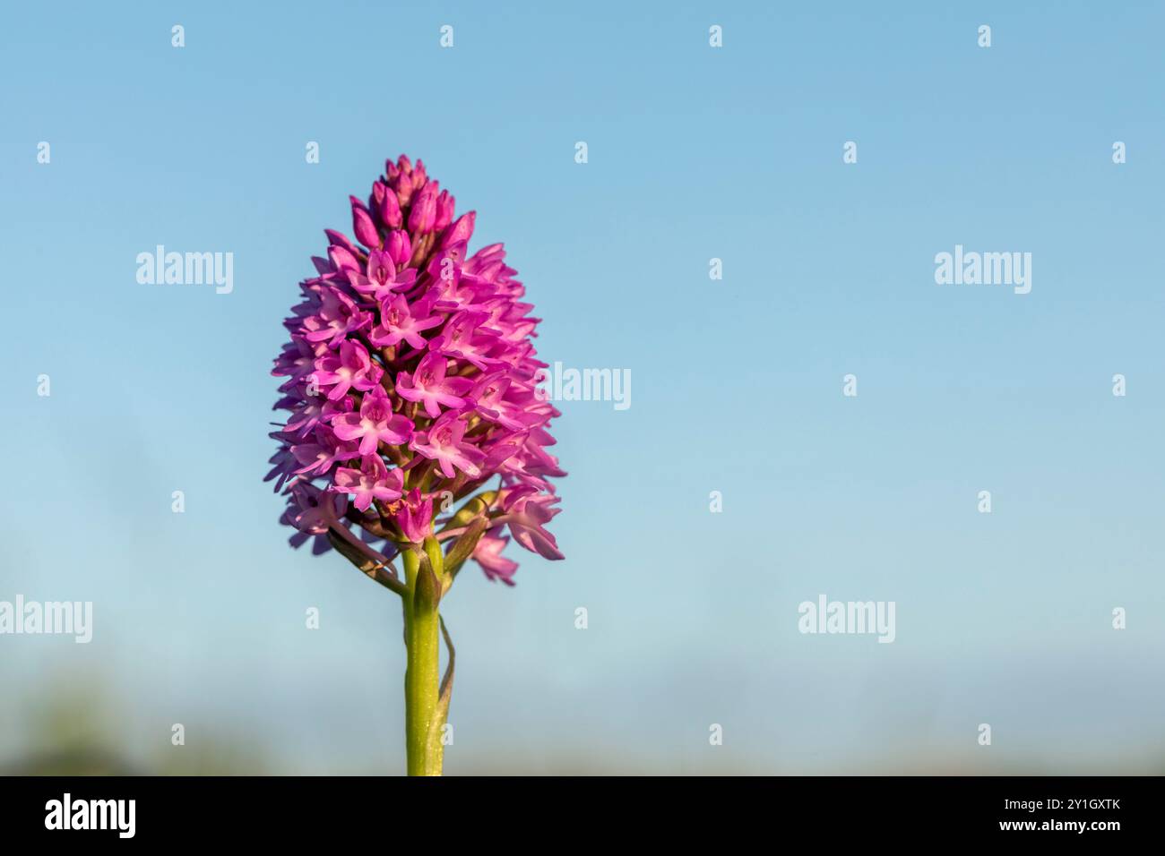 Orchidée pyramidale ; Anacamptis pyramidalis ; Fleur ; Royaume-Uni Banque D'Images