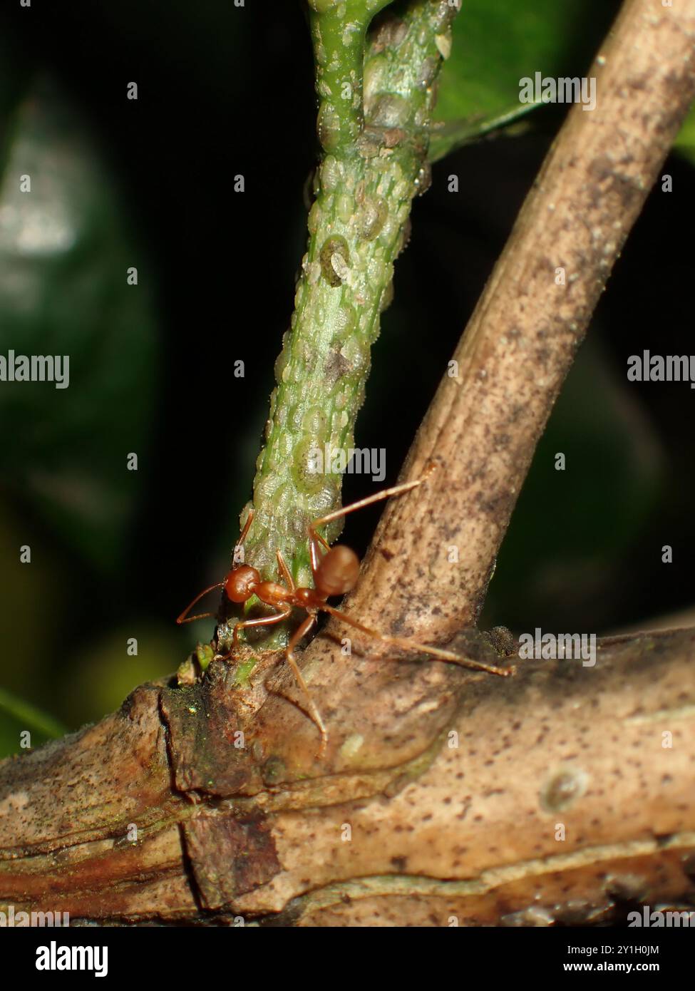 Fourmi rouge grimpant sur Tree Branch Banque D'Images