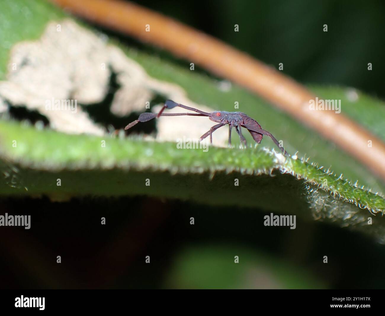 Bug Nymph sur une feuille Banque D'Images