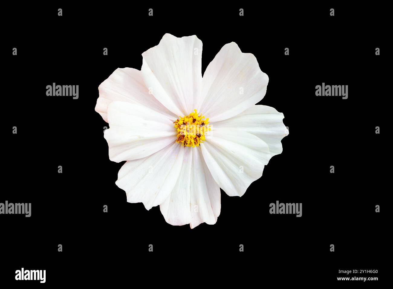Fleur de cosméa blanche isolée sur noir. Gros plan. Banque D'Images