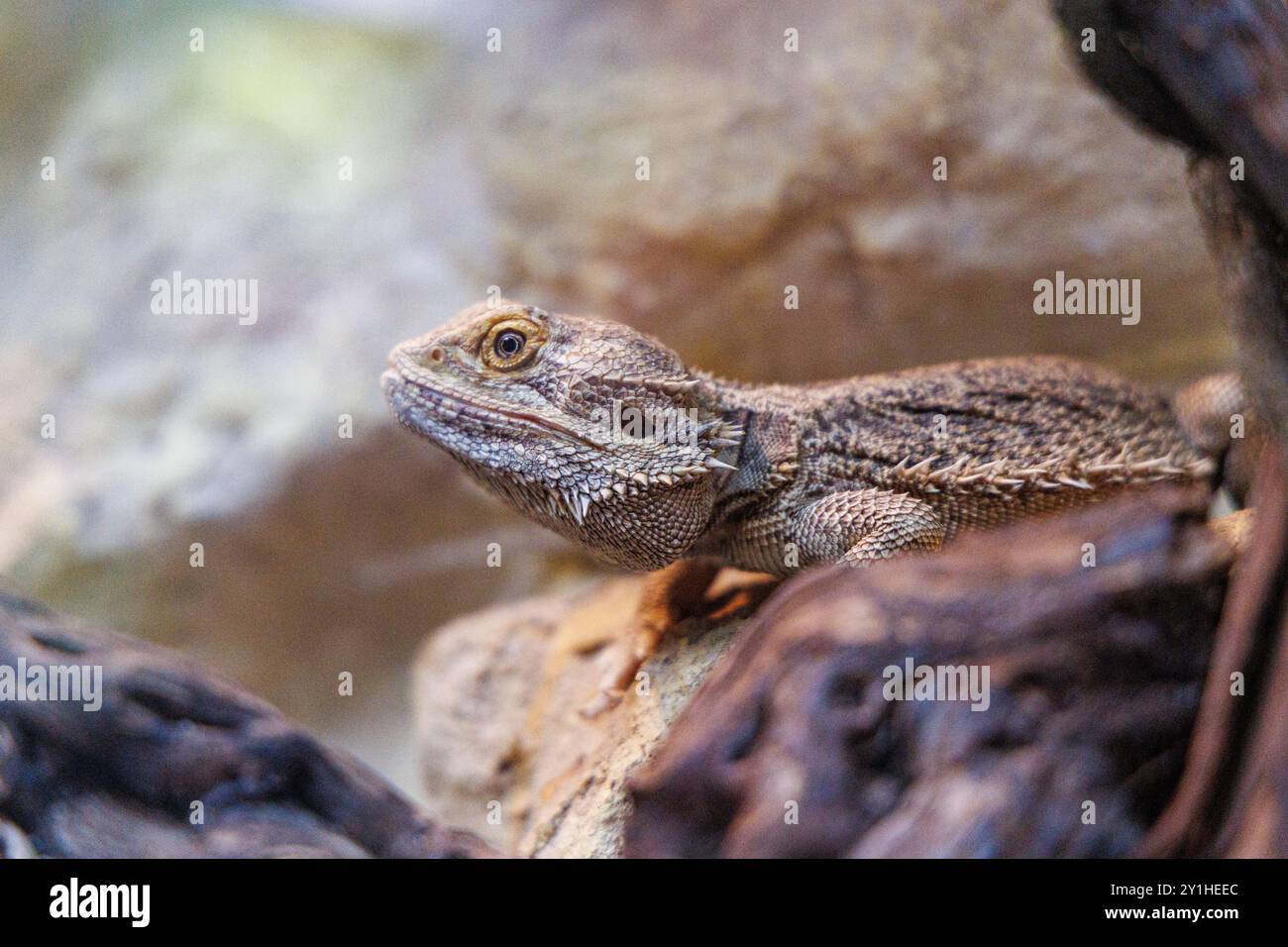 Un dragon barbu repose sur un rocher entouré d'éléments naturels, mettant en valeur sa peau texturée et ses couleurs vibrantes sous la lumière du jour dans un sanctuaire de la faune Banque D'Images